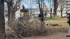 Retirarán tres tilos de la Plaza Independencia y serán reemplazados por ejemplares de la misma especie