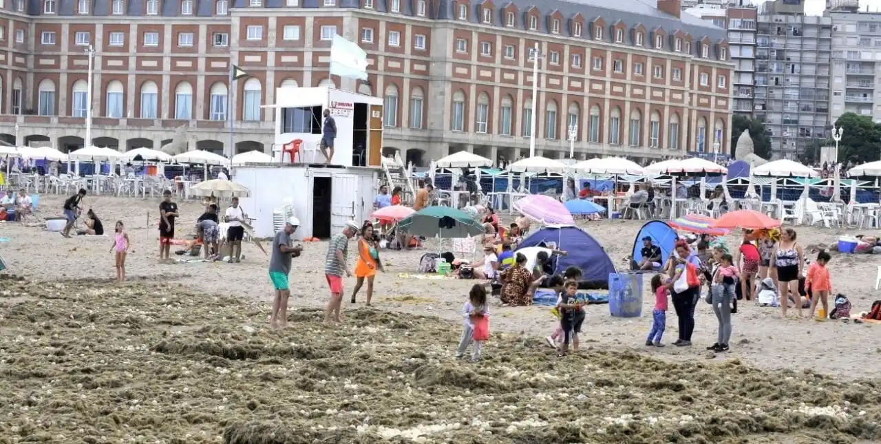 En imágenes: invasión de algas y huevos en las playas de Mar del Plata