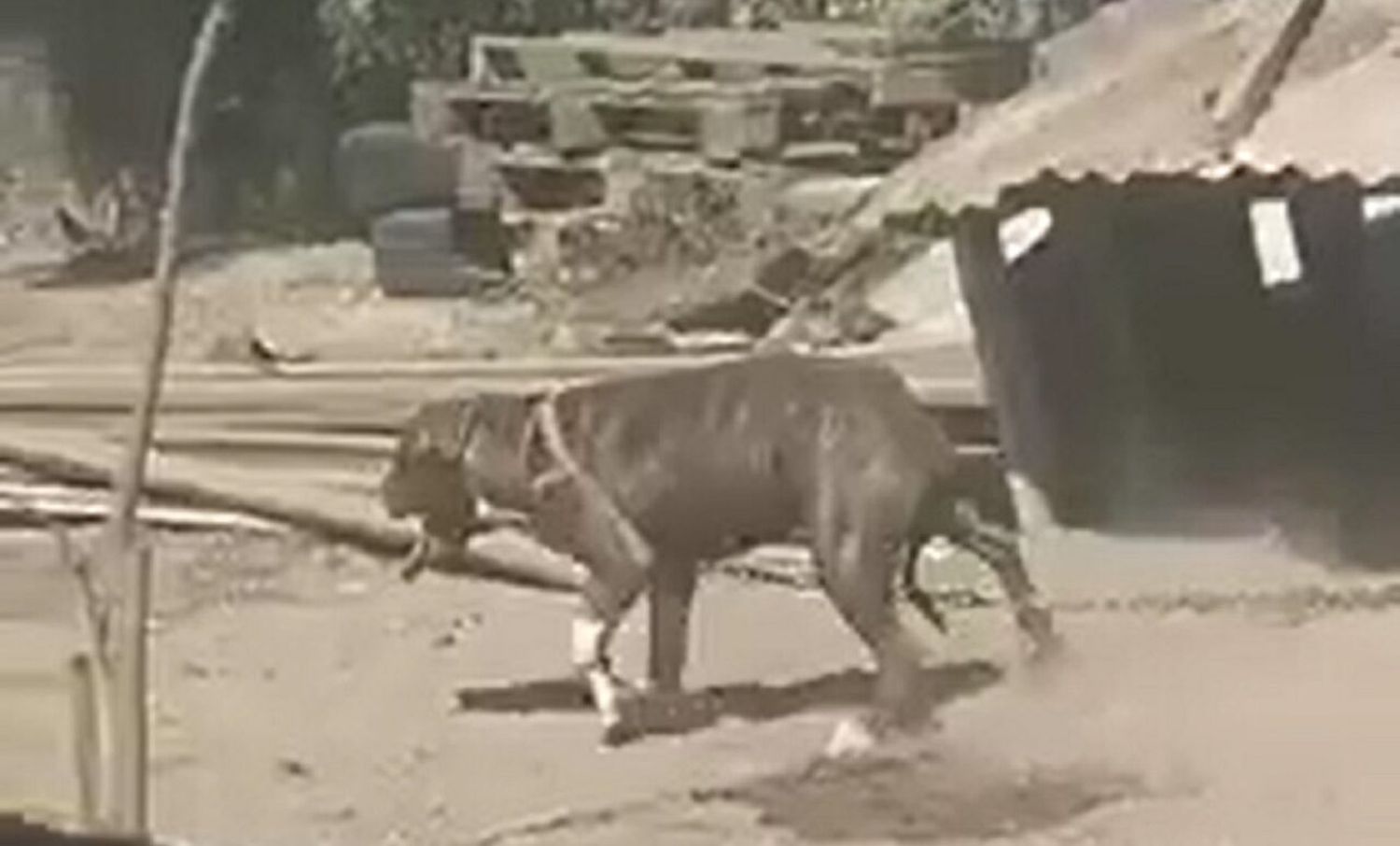 Video: atado al rayo del sol, piden ayuda para rescatar a un perro de un trato inhumano