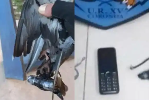 Insólito: trataron de ingresar un celular a la cárcel de Coronda con una paloma