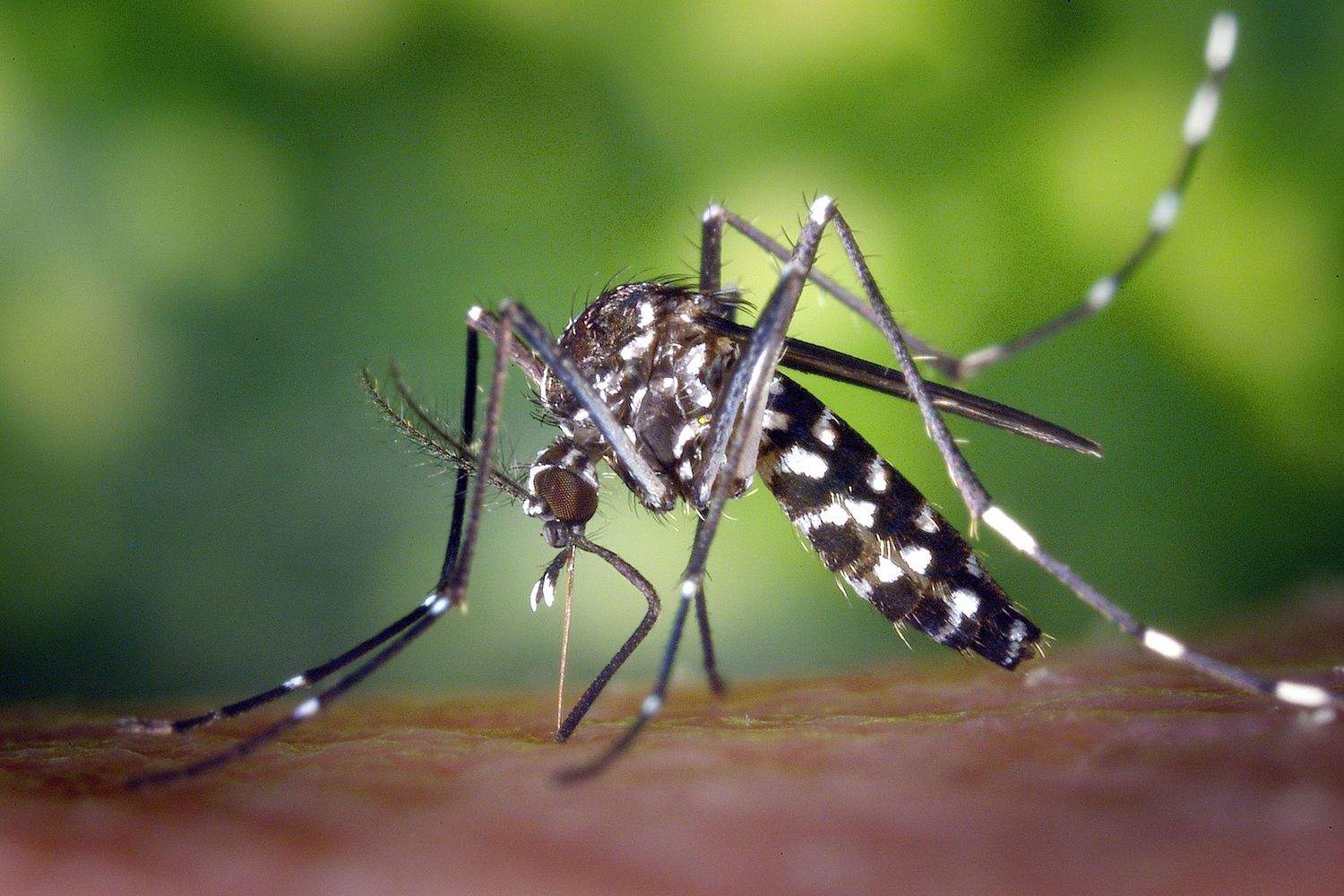 Siguen en aumento los casos de dengue en Entre Ríos