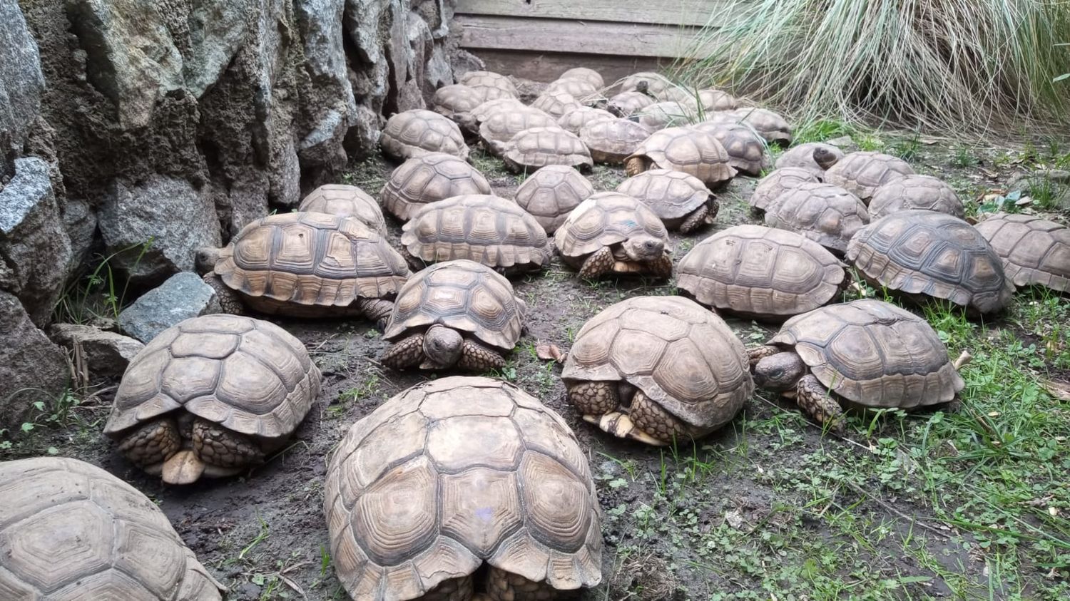 Tortugas granja Los Pibes