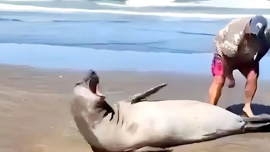 El ejemplo de lo que no hay que hacer: un sujeto tocó a un elefante marino en la playa y lo increparon