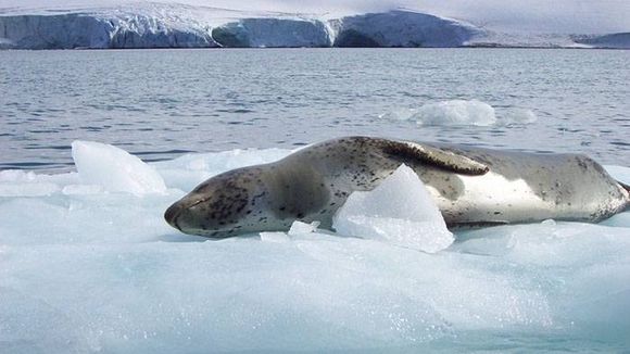 El Irízar sumó a cuatro biólogos para observar la fauna del Mar Argentino y la Antártida