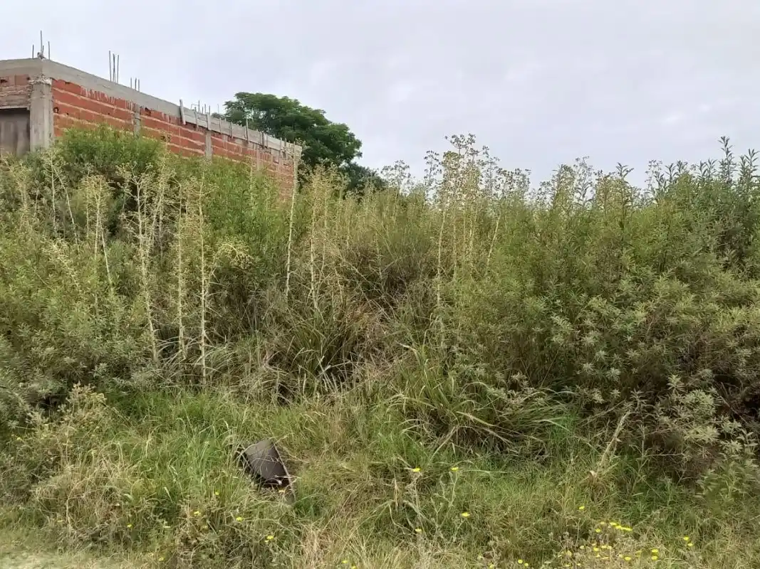 Inspección General intensifica controles sobre terrenos baldíos en distintos barrios