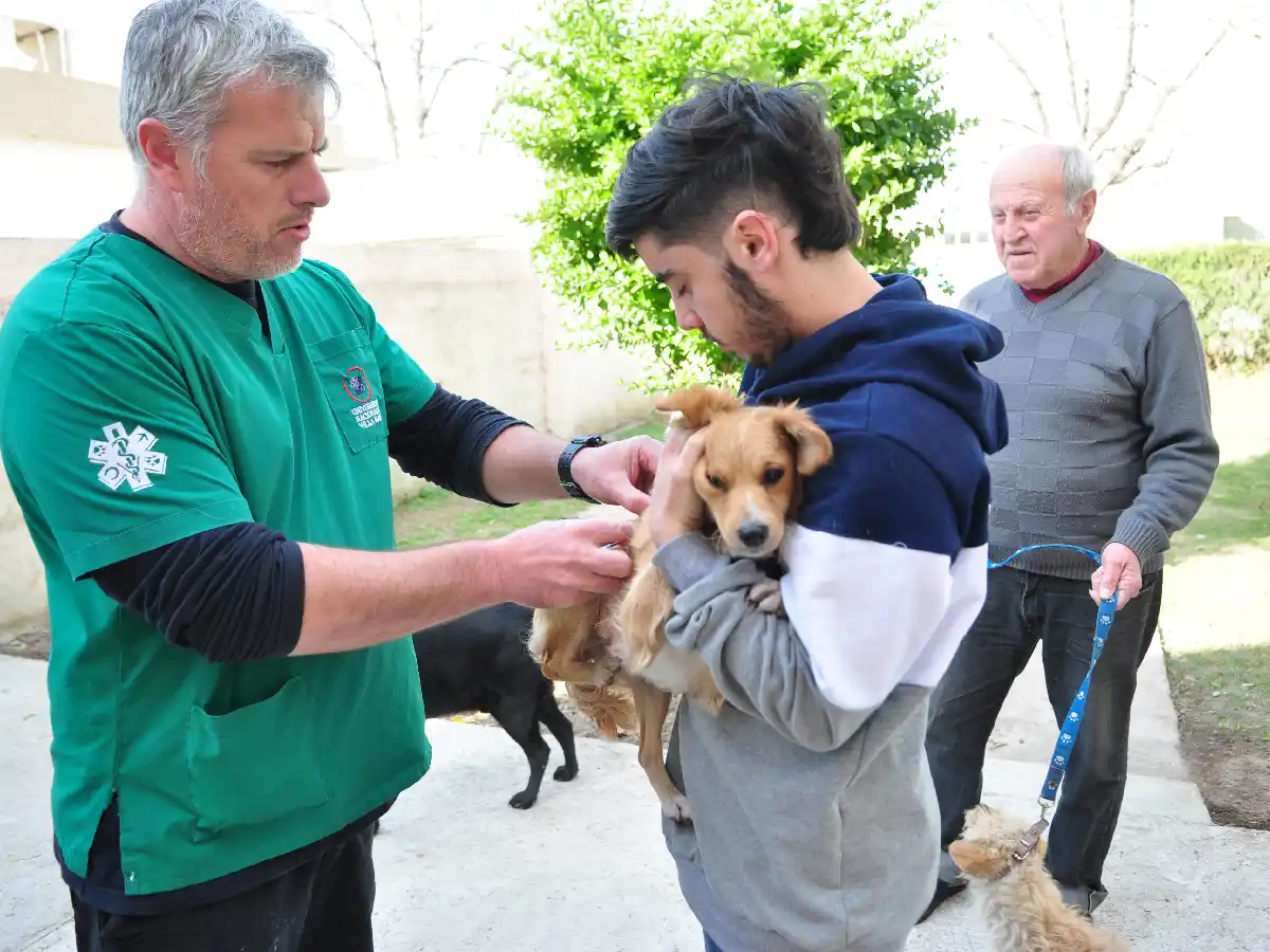 Se colocaron unas 3000 vacunas  antirrábicas a perros y gatos  
