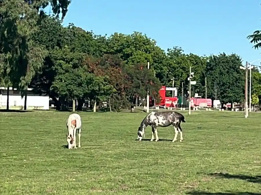 Reclamo por caballos en el Paseo Público