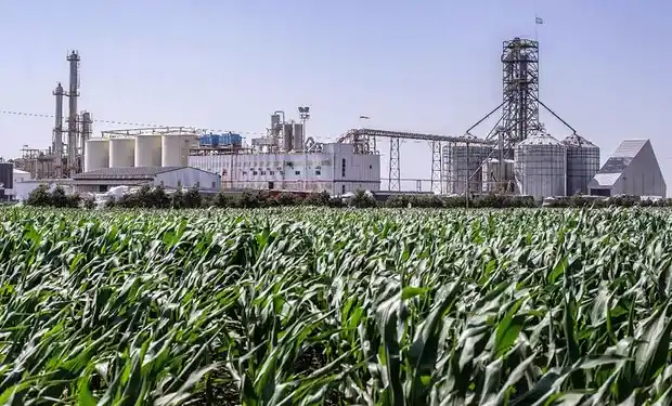 Aprueban comercialización de otras dos cepas de levadura transgénica para la producción de bioetanol