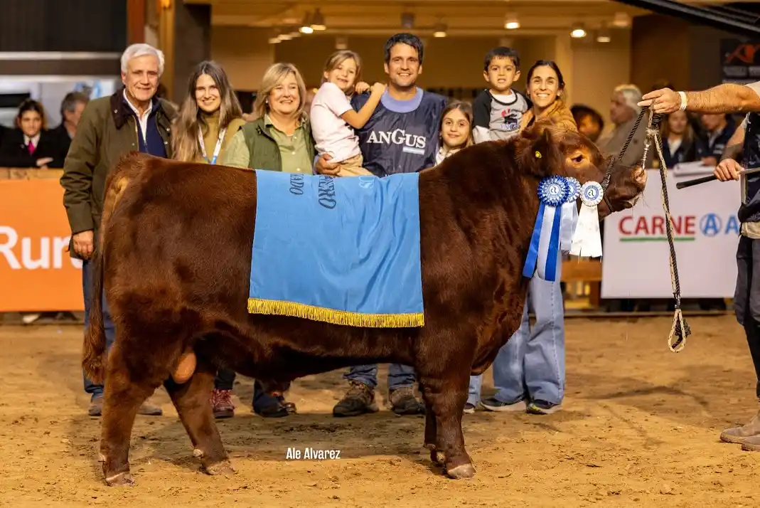 Santa Cecilia y La Pastoriza, los mejores terneros de Otoño