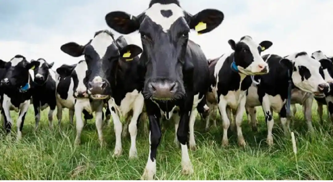 «NARCOVACAS» Cae barco que zarpó de Colombia cargado de bovinos y toneladas de cocaína (+ video)