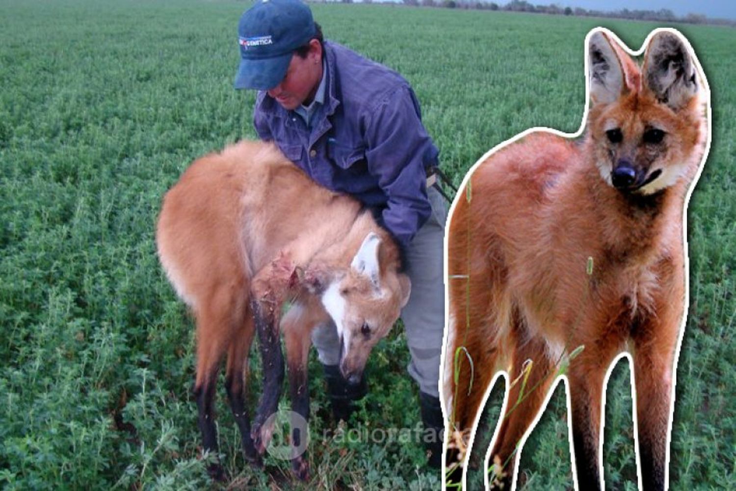 Aguará guazú en la región: “Estos animales se desplazan buscando agua y comida”