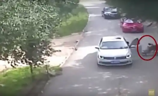Video: Discutió con una amiga, salió del auto y la mató un tigre