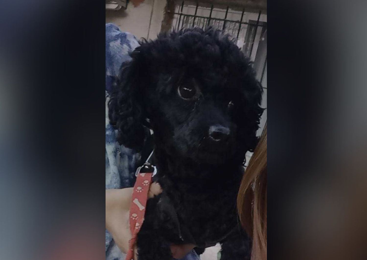 Buscan a Rocco: perro perdido en 11 de Septiembre y Bozzano