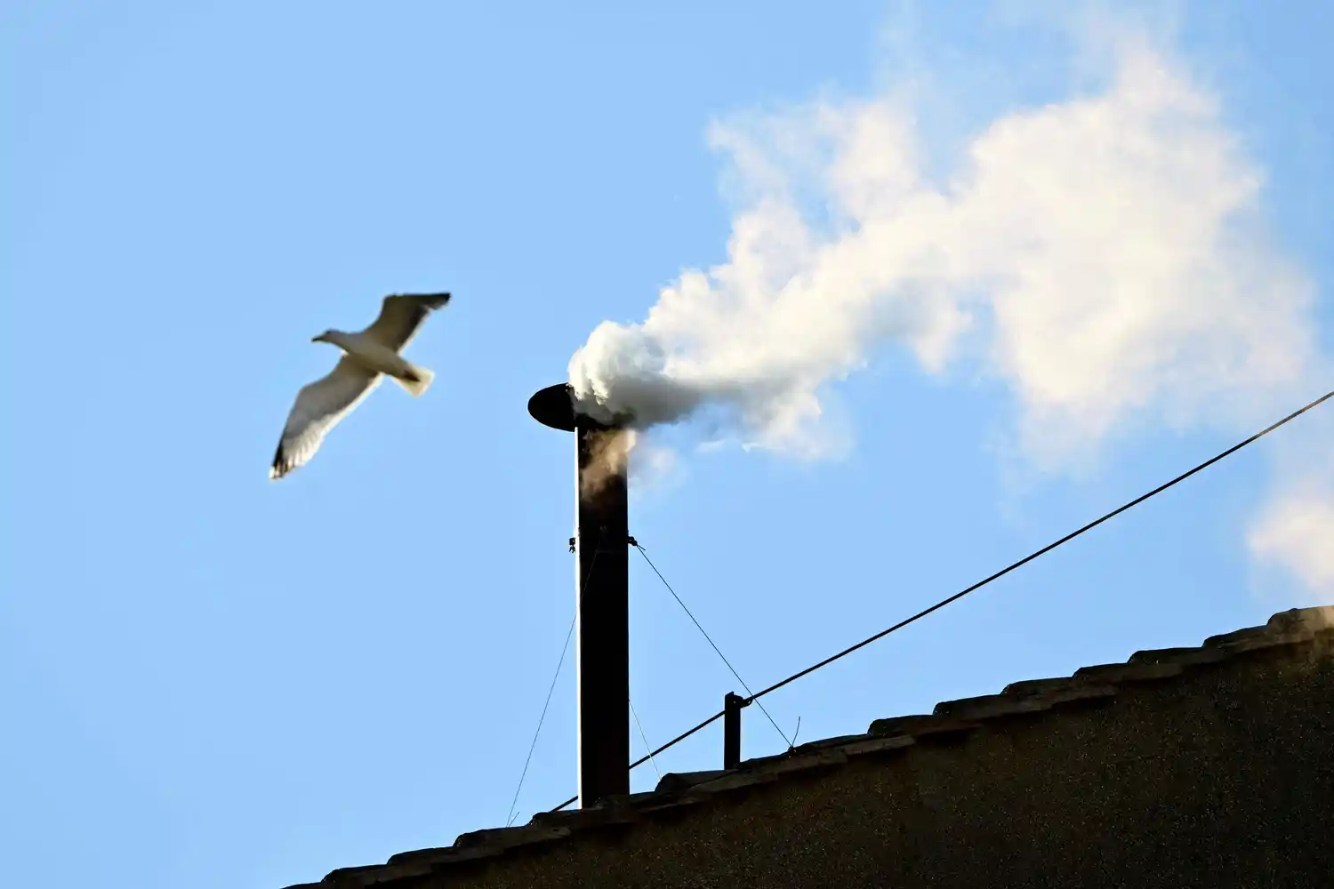 Gaviotas en el Vaticano: símbolo inesperado del Cónclave y pesadilla cotidiana en Roma
