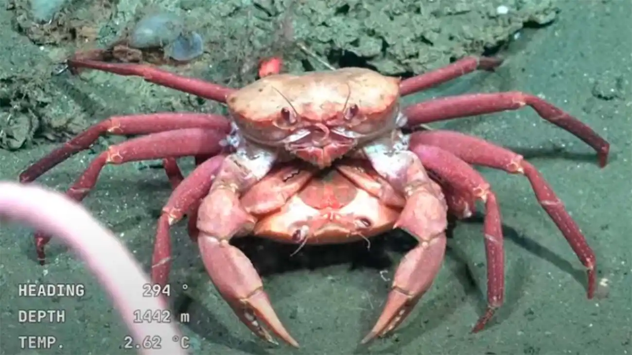 La expedición submarina se transmite en vivo y causa furor.