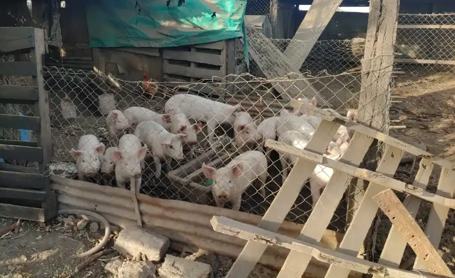 Advierten sobre brotes de triquinosis en localidades de la provincia