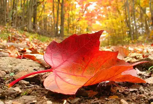 El otoño