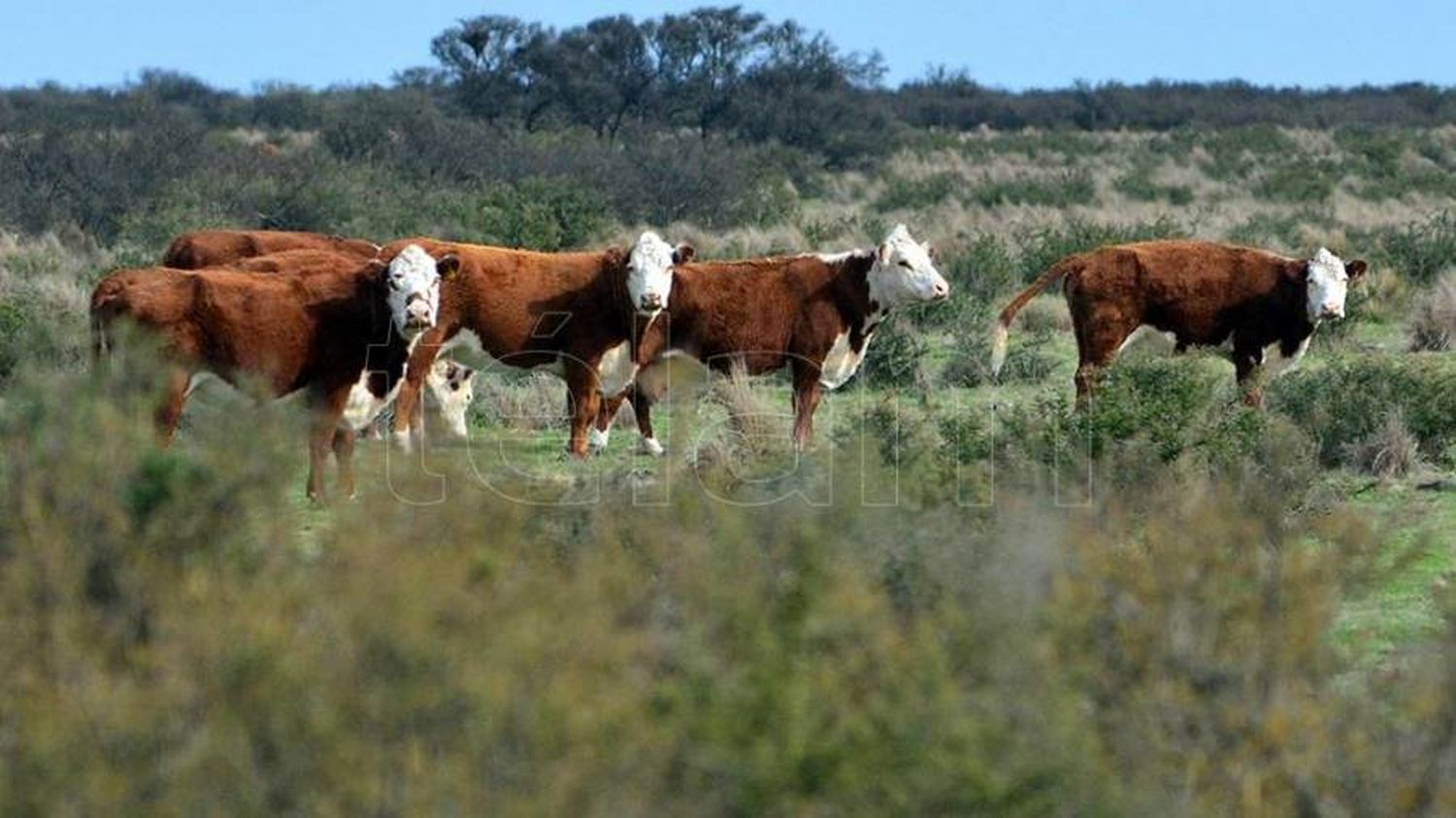 El Gobierno lanzó créditos a tasa subsidiada para el sector cárnico y lechero por $100.000 millones