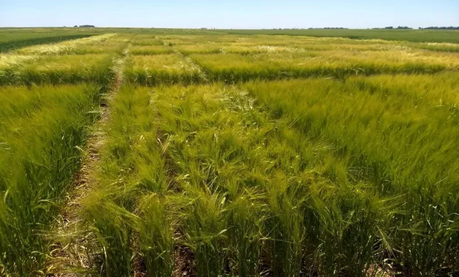 El futuro de la cerveza nace en el campo