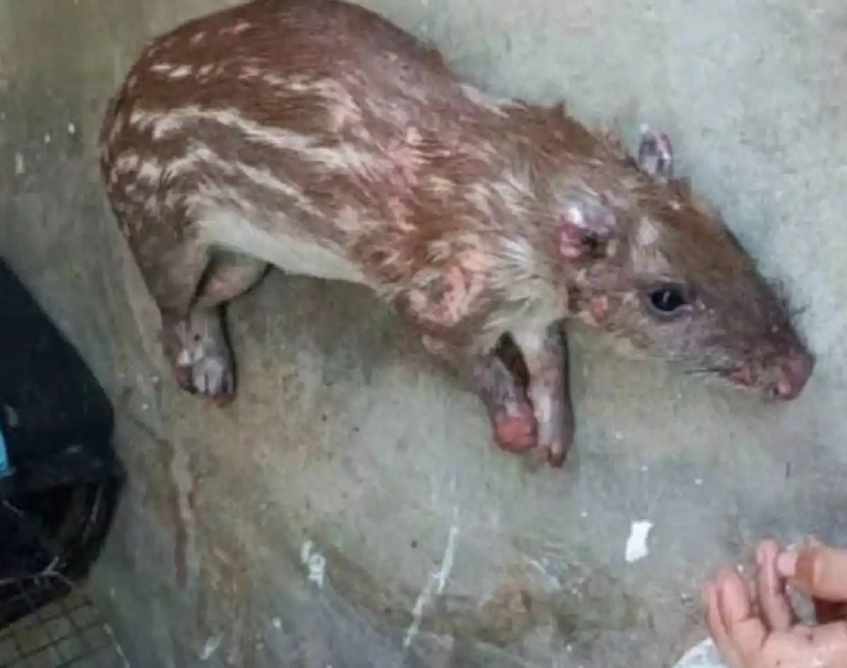 ¡ESPECIES ÚNICAS ESTÁN EN PELIGRO DE EXTINCIÓN! Incendios forestales han desplazado animales a zonas urbanas en Aragua