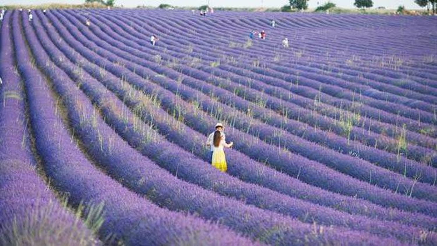 El pueblo de Guadalajara que tocó el cielo con sus campos de lavanda