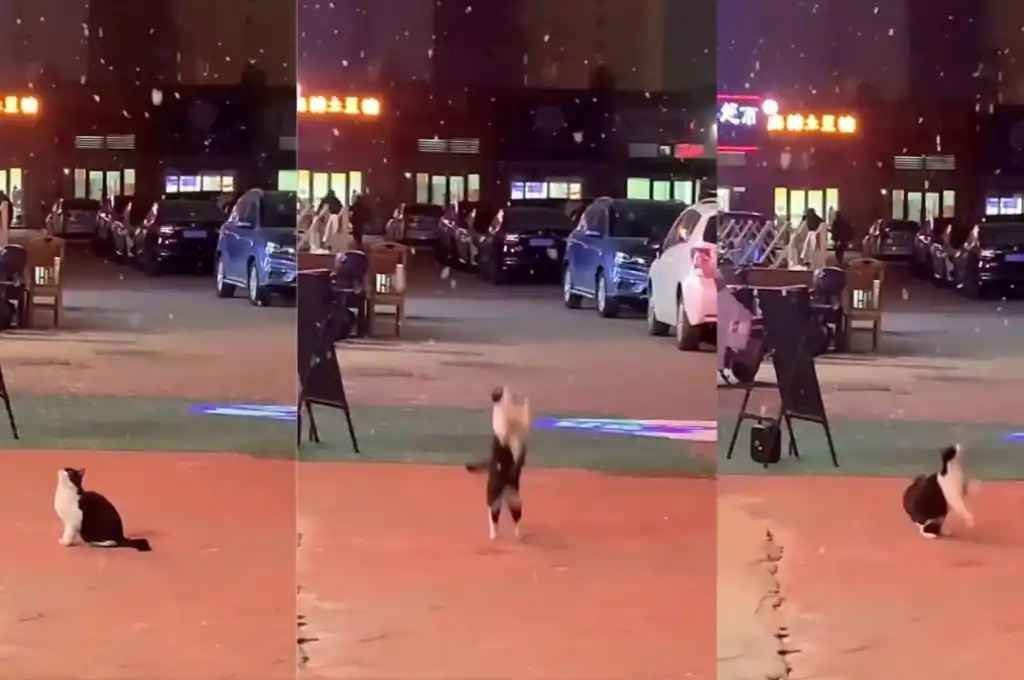 Aunque no tiene mucho éxito, el felino se entretiene intentando.