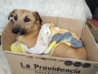 Mascotandil sigue rescatando animales y necesita ayuda de la gente