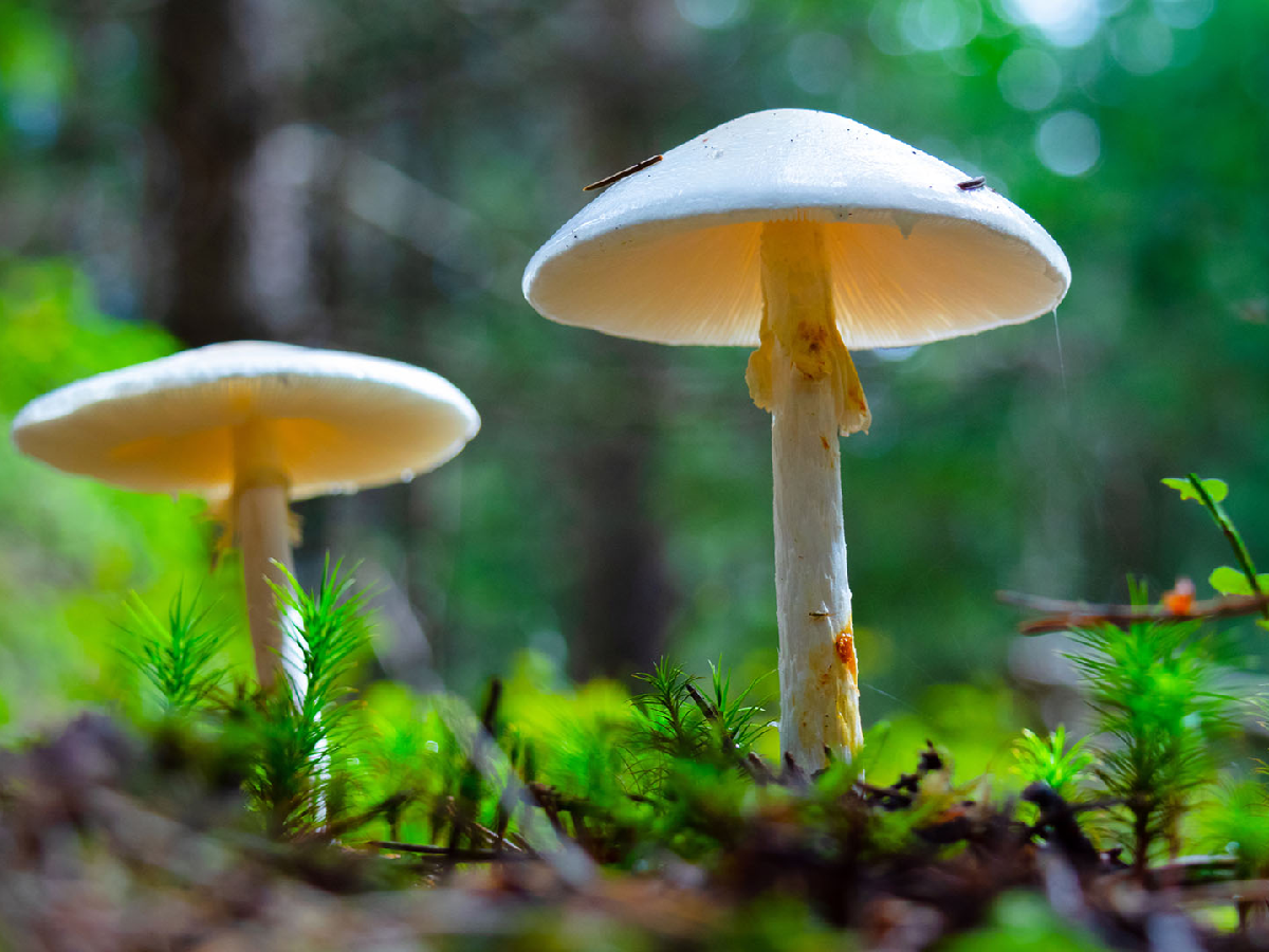 Los síntomas de intoxicación por el hongo Amanita pueden aparecer 12 horas después de consumirlo