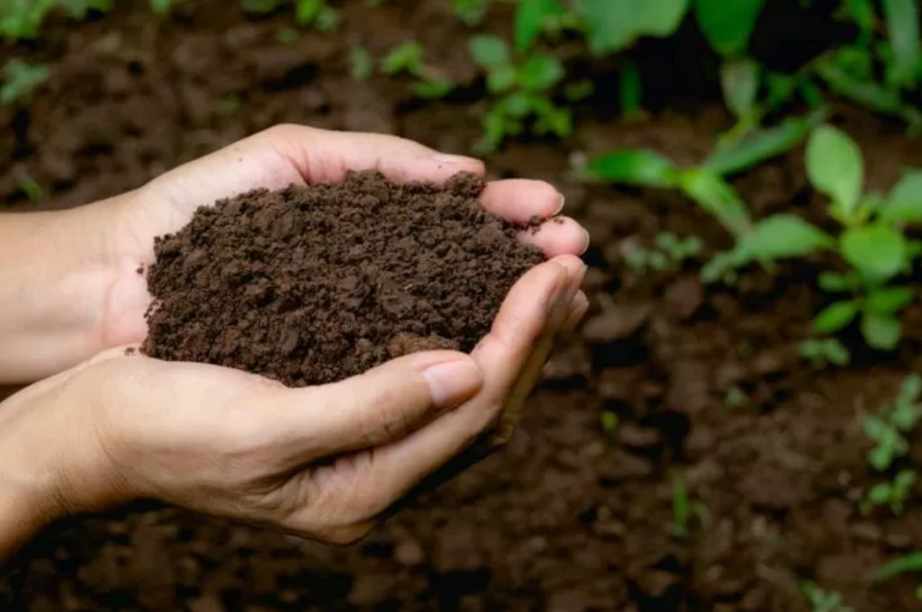 Nueva York avanza para legalizar la conversión de cadáveres en fertilizante