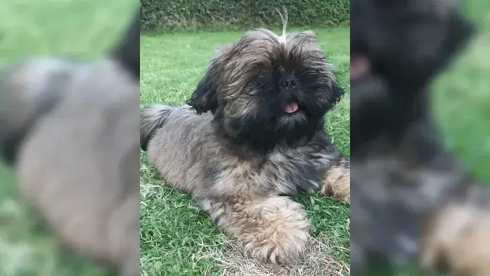 Buscan a este perrito