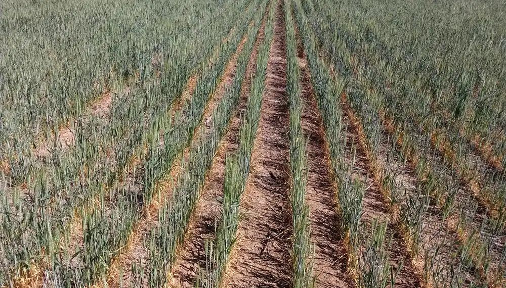 La Bolsa volvió a recortar su estimación de producción de trigo a 18,8 Mtn