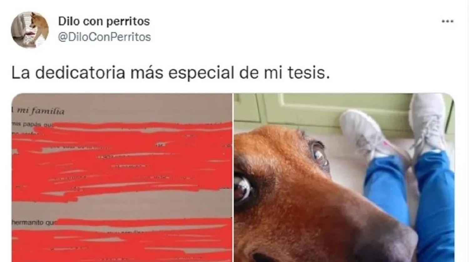 Le dedicó la tesis de su carrera a su perra y conmovió hasta las lágrimas a Twitter