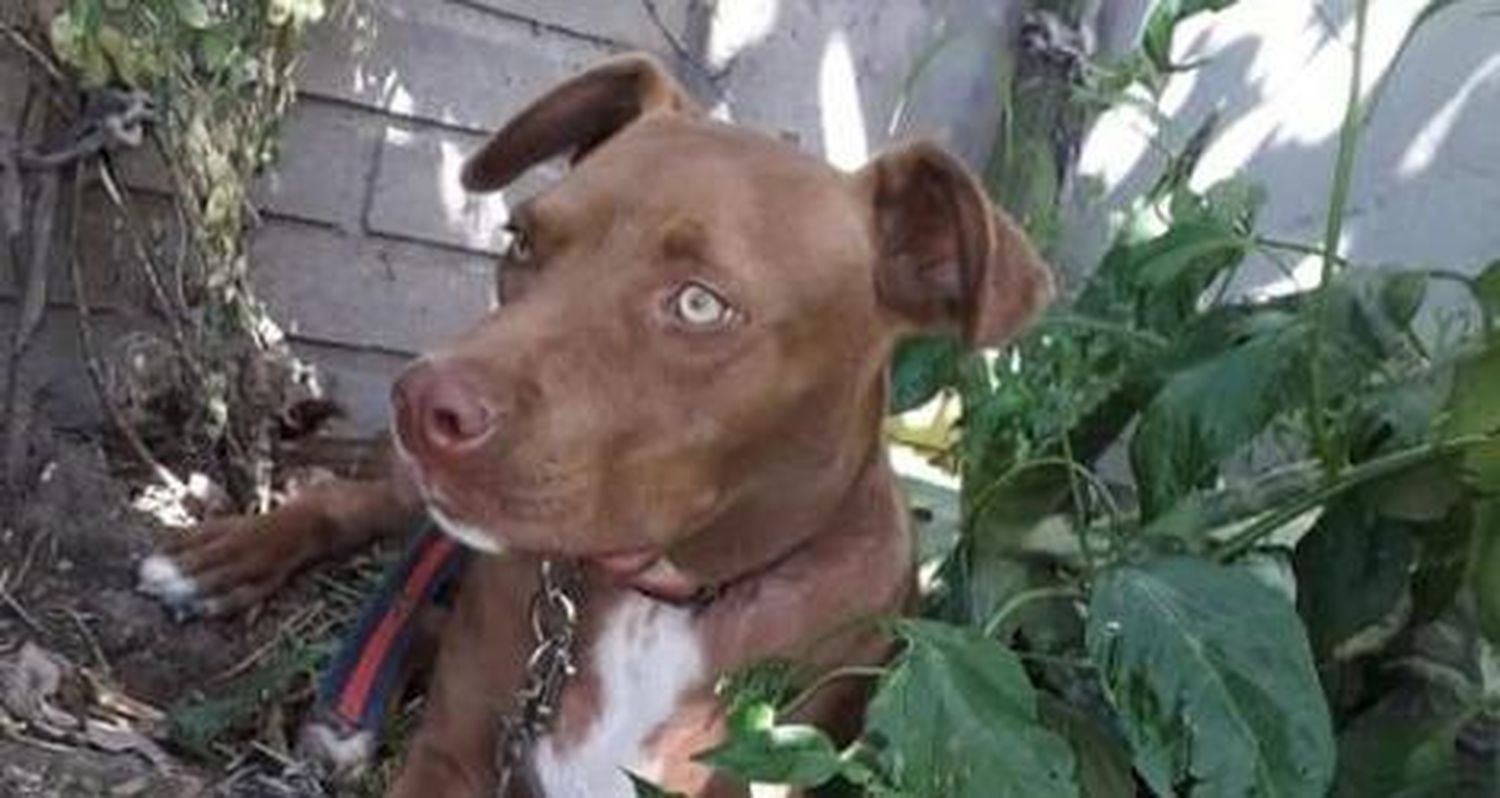Perro robado