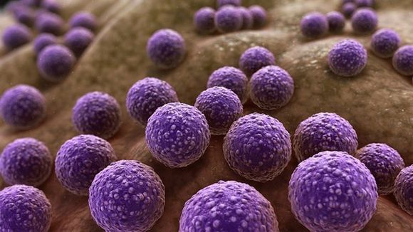 Bacterias que comen plástico