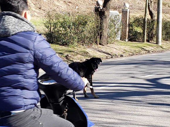 Denuncia a un perro agresivo que la ataca cuando va a trabajar al Barrio El Escorial
