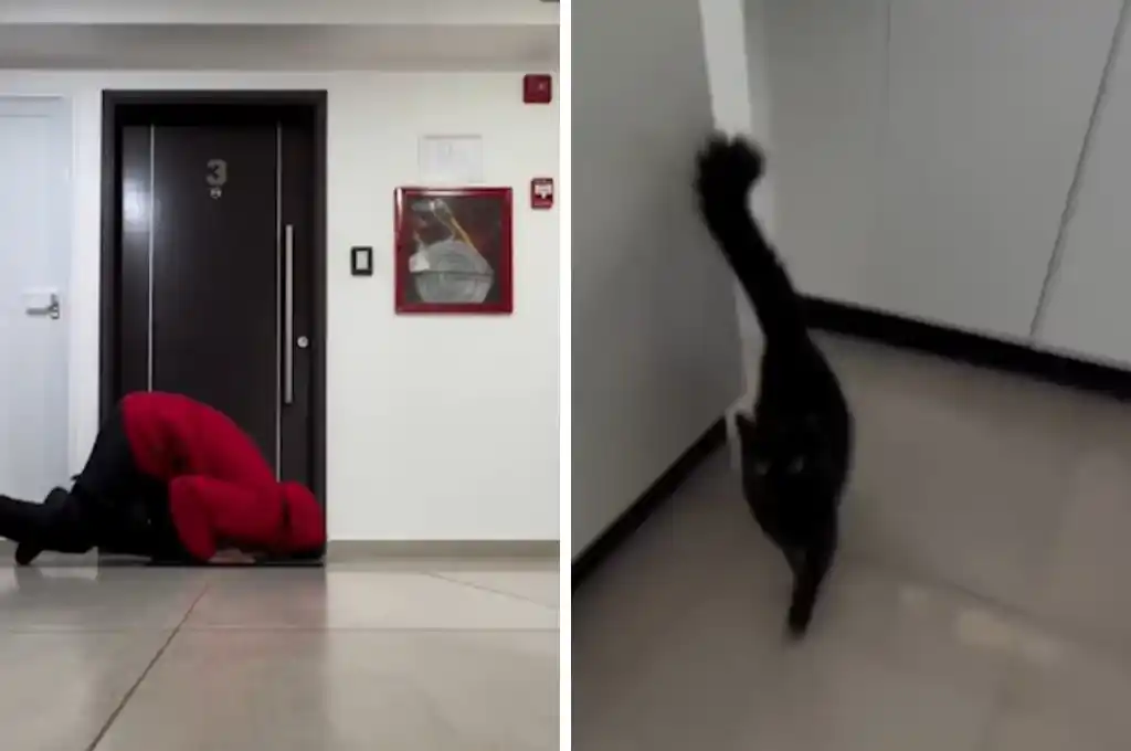 Fibo, el gato héroe