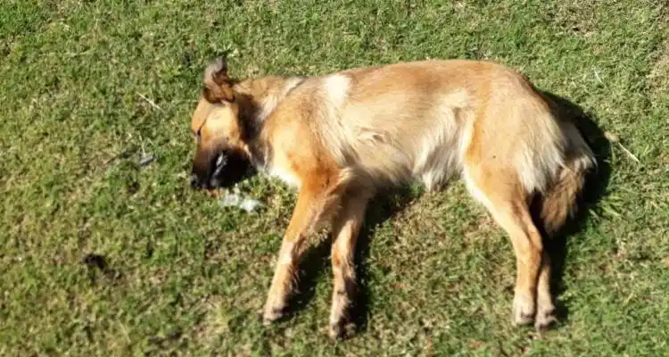 Perros envenenados en el campo