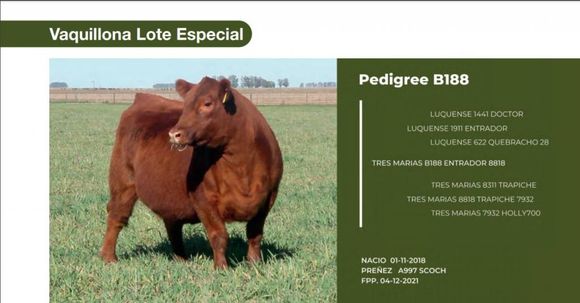 Tres Marías: 21.500.000 pesos por una vaquillona de pedigree