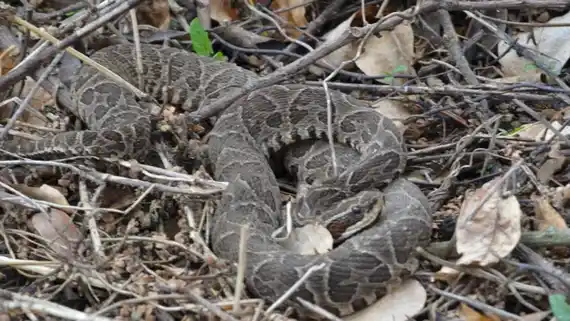 Un pescador entrerriano fue hospitalizado tras ser mordido por una yarará de dos metros