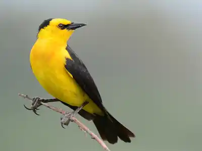 Avanza el plan local para proteger los pastizales y la biodiversidad de Gualeguaychú