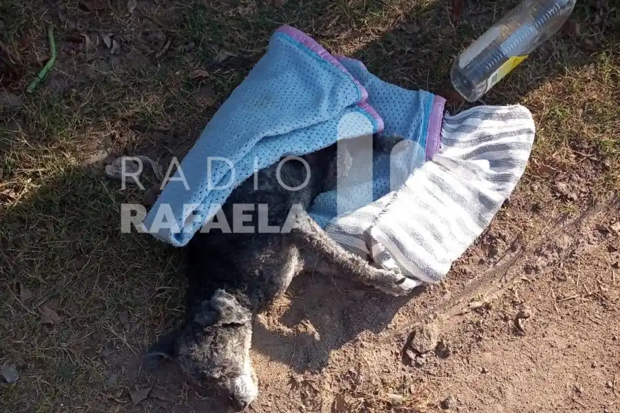 INDIGNANTE | A punto de morir, hallaron a una perra abandonada en un contendor en Bella Italia