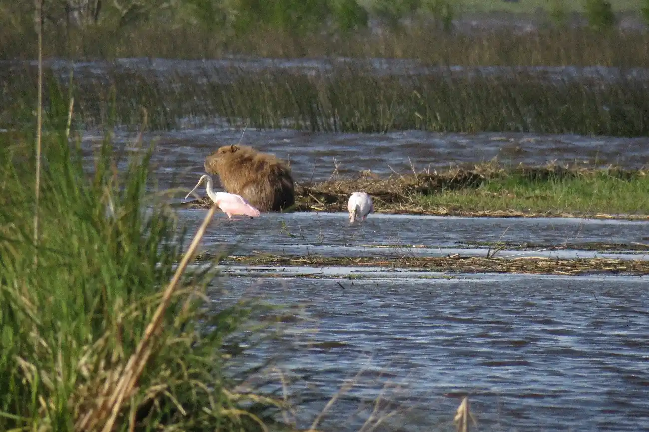 Carpinchos: La irrupción del ser humano en los ecosistemas y sus consecuencias