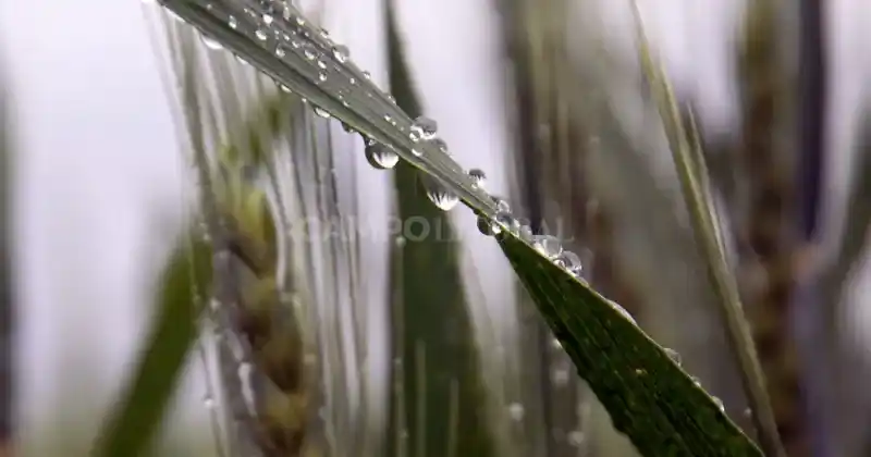 Pocas lluvias y milimetrajes dispares en el sur-sur santafesino este martes 21.