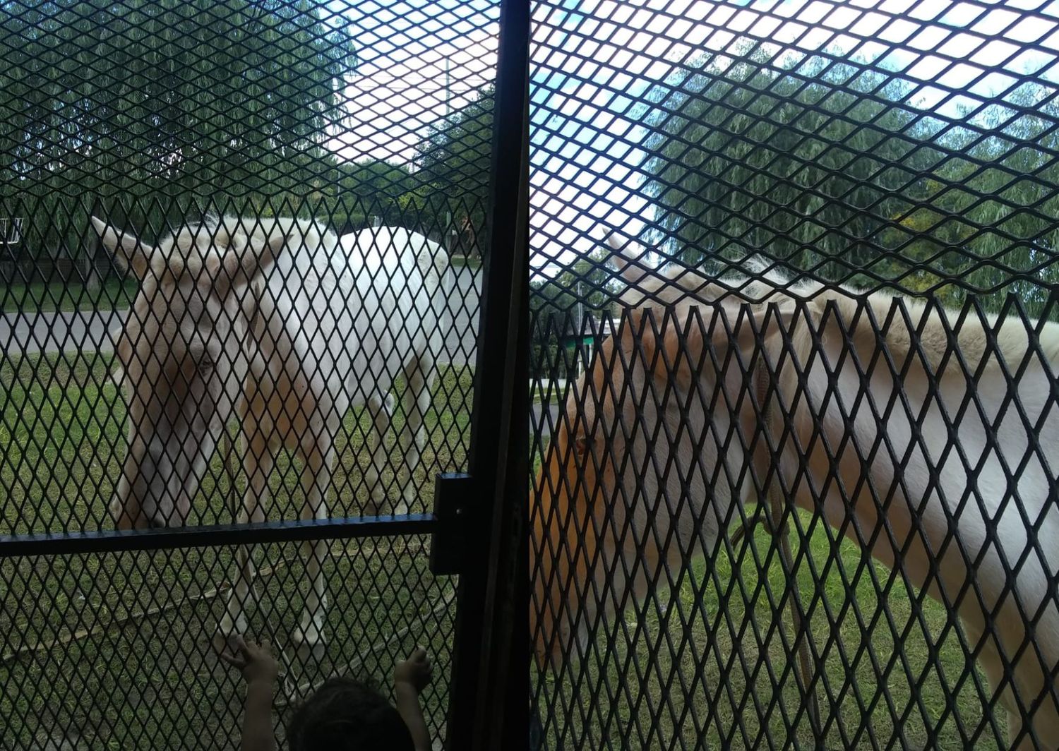 Caballo suelto en calle Sargento Selada