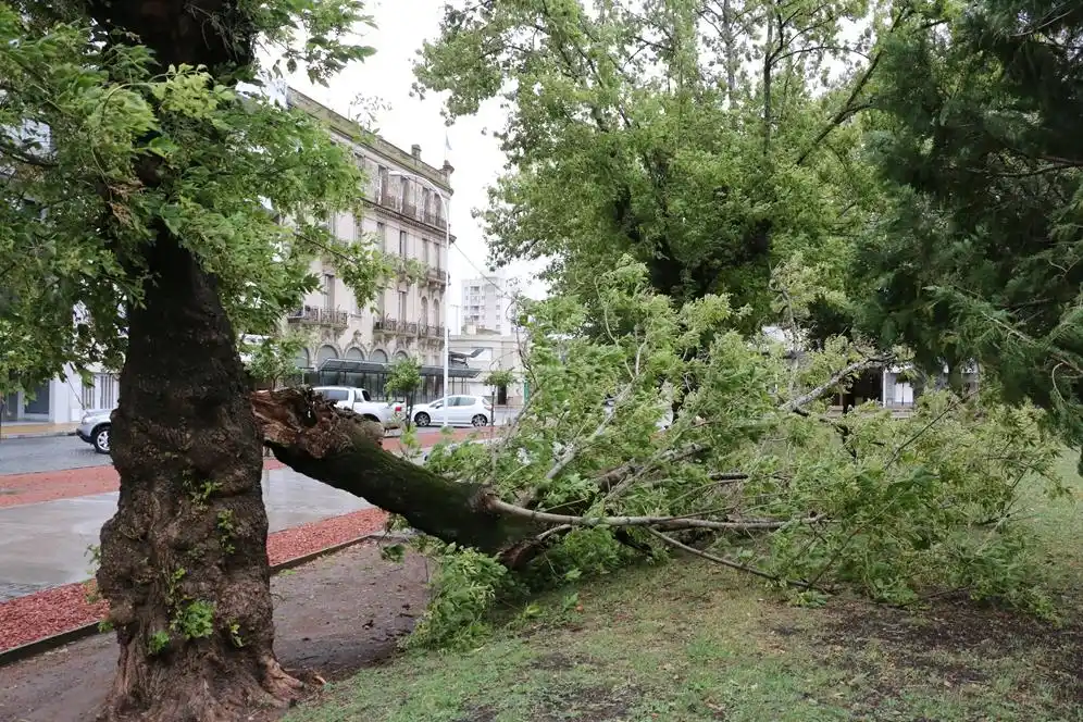 Temporal: caídas de árboles, ramas, postes de luz y voladura de dos techos