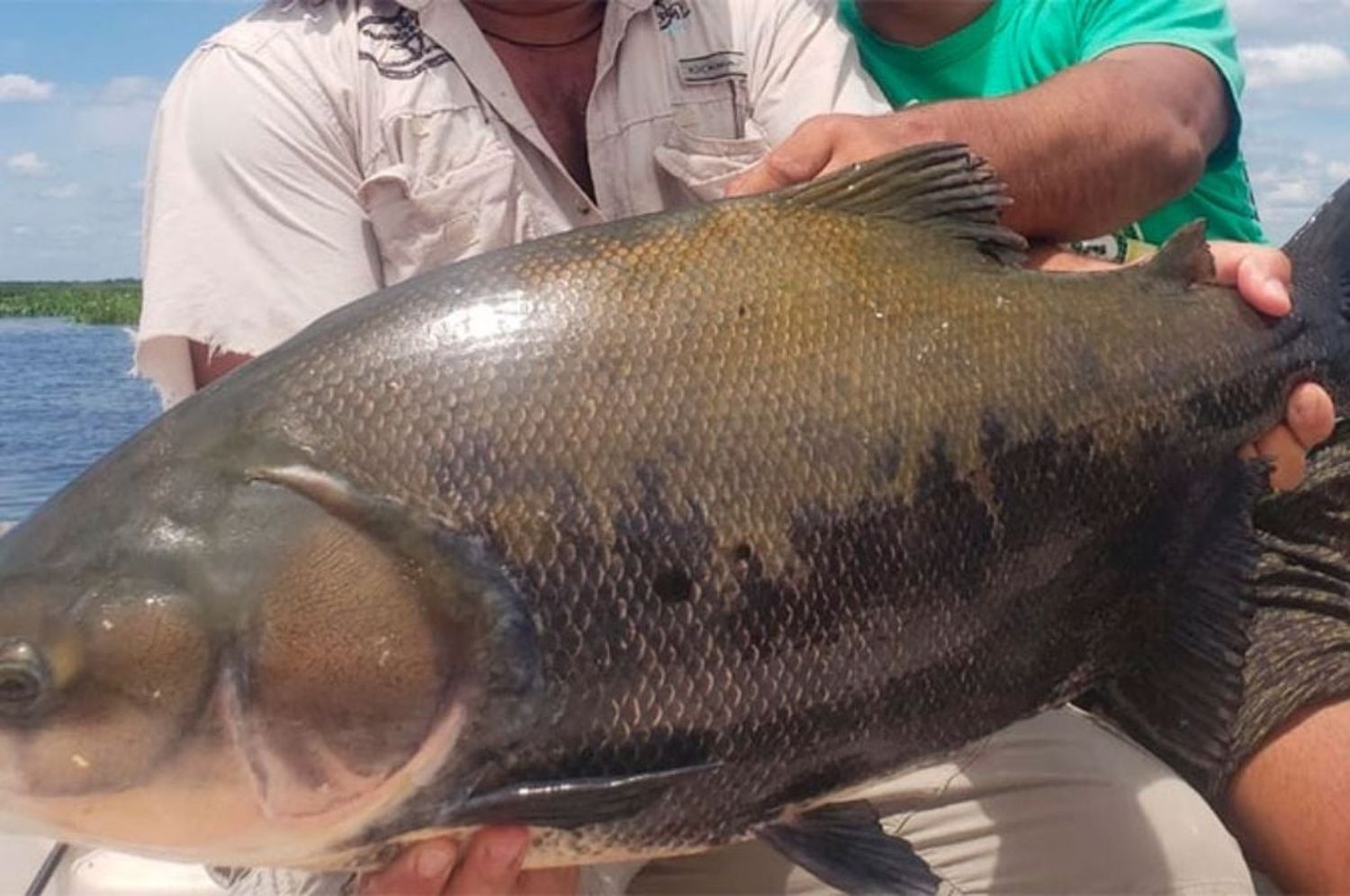 Capturaron un pez en el río Paraná que sería habitué del Amazonas  