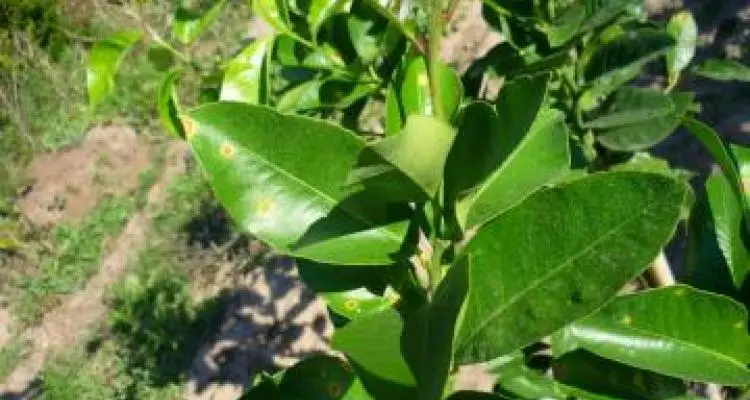 Aguardan los resultados de las muestras por las manchas en plantas