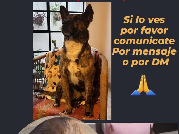 Buscan a Teo, un perrito perdido en la zona de Alvear y 11 de Septiembre