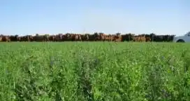 La cría fue la única actividad rural que le ganó a la inflación en el último año
