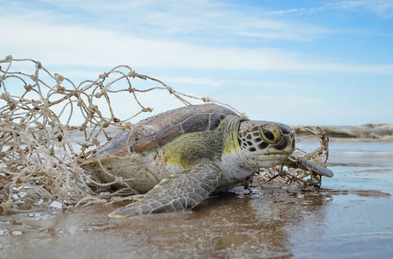 Más del 80% de los residuos encontrados en las playas bonaerenses son plásticos